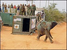 An elephant takes its first steps inside Quicama National Park.