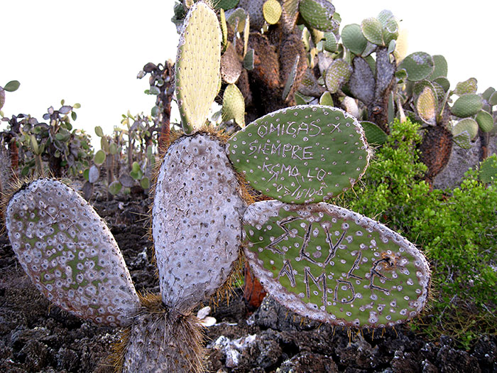 A misspelled missive—promising “friends forever”— is engraved on an opuntia cactus near Playa Mansa, Santa Cruz Island. The lifespan of these plants can extend for hundreds of years. ©Joshua Brockman 2007. All Rights Reserved.