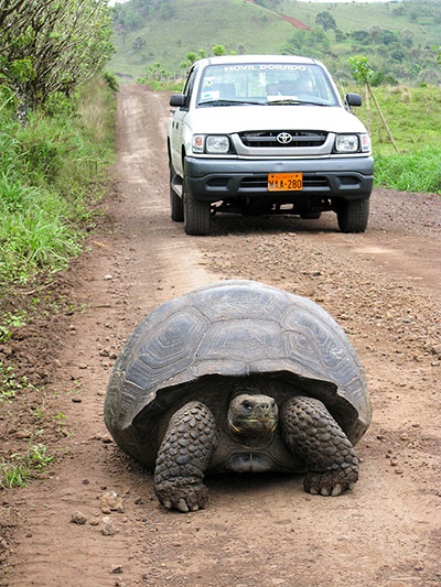 Share the road: A giant tortoise in his lane near Rancho Primicias, Santa Cruz Island. ©Joshua Brockman 2007. All Rights Reserved.