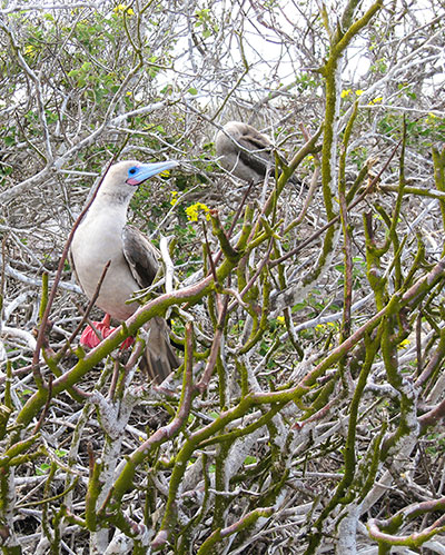 Red-footed boobies model and preen on Genovesa Island. ©Joshua Brockman 2007. All Rights Reserved.