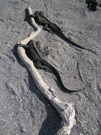 Marine iguanas embrace a piece of driftwood on Fernandina Island. ©Joshua Brockman 2007. All Rights Reserved.