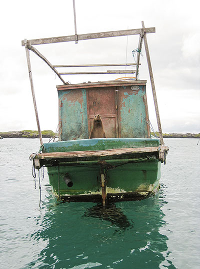 Captain of the ship: A sea lion commandeers a fishing boat on Isabela Island. ©Joshua Brockman 2007. All Rights Reserved.