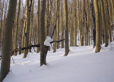 Aspen trees in the snow are illuminated at dusk in Santa Fe, New Mexico. ©Joshua Brockman 2007. All Rights Reserved.