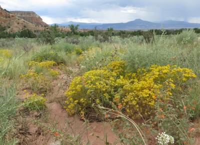 Wildflowers pop in the foreground as a storm looms in the distance near Pedernal Mountain in northern New Mexico. ©Joshua Brockman 2015. All Rights Reserved.