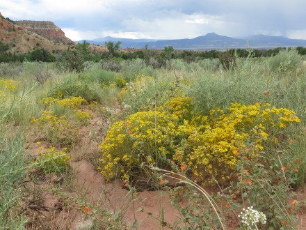 Wildflowers pop in the foreground as a storm looms in the distance near Pedernal Mountain in northern New Mexico. ©Joshua Brockman 2015. All Rights Reserved.