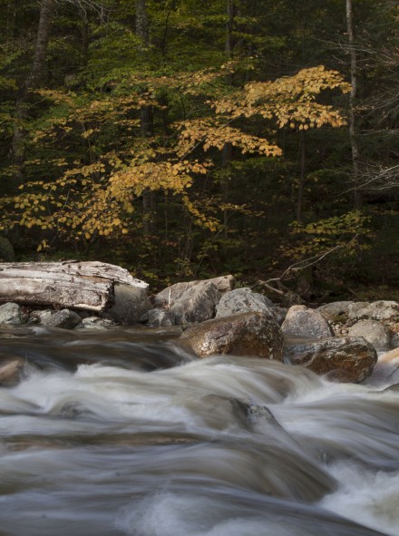 A river flows past trees with bright yellow fall foliage. ©Joshua Brockman 2010. All Rights Reserved.