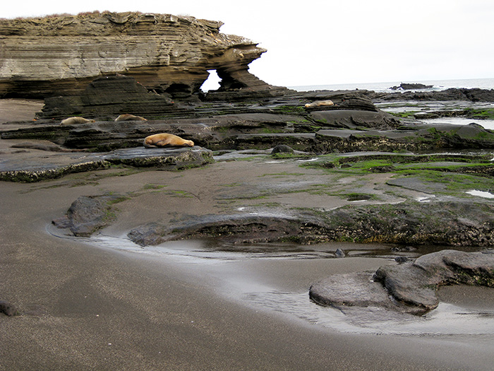 Room with a view: A group of sea lions takes a break from feeding in the vicinity of a natural arch on Santiago Island. ©Joshua Brockman 2007. All Rights Reserved.