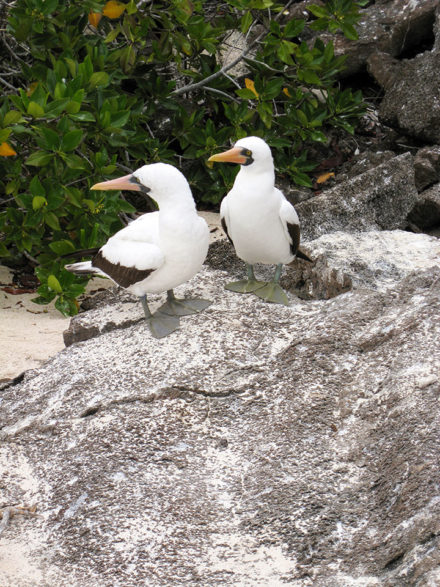 Two stylish Nazca boobies at home on Genovesa Island. ©Joshua Brockman 2007.