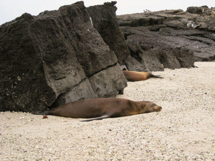 Sea lions snooze amid lava rocks on Genovesa Island. ©Joshua Brockman 2007. All Rights Reserved.