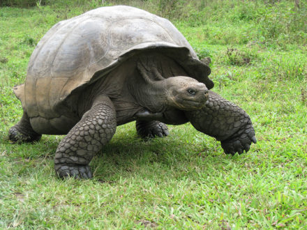 A giant tortoise on the move inside Rancho Primicias, Santa Cruz Island. ©Joshua Brockman 2007. All Rights Reserved.