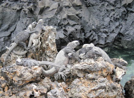 Juvenile marine iguanas hugging it out on Las Tintoreras, near Isabela Island. ©Joshua Brockman 2007. All Rights Reserved.