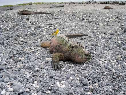 A yellow warbler on the back of a male marine iguana on Las Tintoreras, near Isabela Island. ©Joshua Brockman 2007. All Rights Reserved.