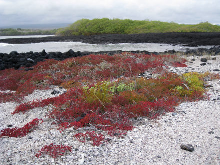 Colorful plants light up the volcanic rocks along the coast of Isabela Island. ©Joshua Brockman 2007. All Rights Reserved.